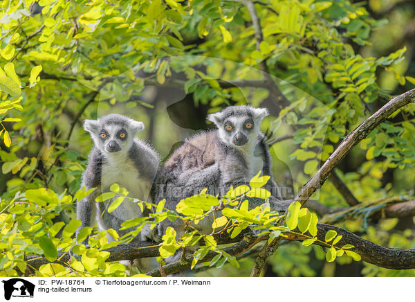 Kattas / ring-tailed lemurs / PW-18764
