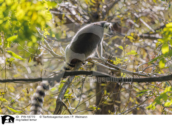 ring-tailed lemur / PW-18770