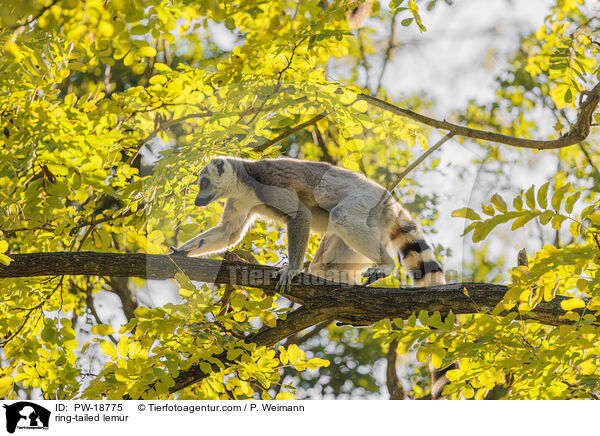 Katta / ring-tailed lemur / PW-18775