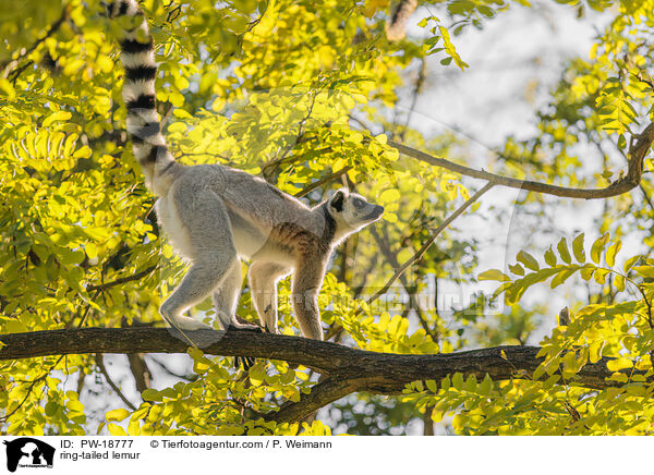 Katta / ring-tailed lemur / PW-18777