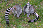 ring-tailed lemur