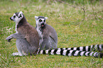ring-tailed lemur