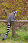 ring-tailed lemur