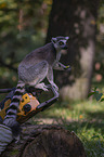 sitting Ring-tailed Lemur
