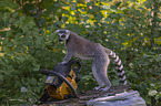 standing Ring-tailed Lemur