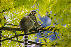 ring-tailed lemurs