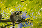 ring-tailed lemurs