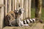 Ring-tailed Lemurs