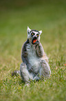 Ring-tailed Lemur