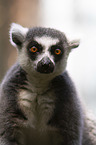 ring-tailed lemur