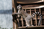 ring-tailed lemur