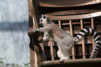 ring-tailed lemur