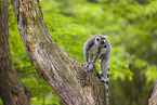 ring-tailed lemur