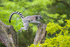 ring-tailed lemur