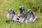 ring-tailed lemurs