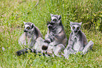 ring-tailed lemurs