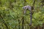 ring-tailed lemur