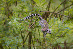 ring-tailed lemur