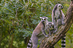 ring-tailed lemurs