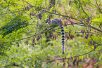 ring-tailed lemur