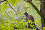 ring-tailed lemur