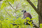 ring-tailed lemur
