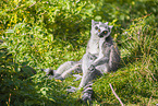 ring-tailed lemurs