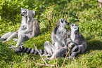 ring-tailed lemurs