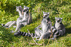 ring-tailed lemurs