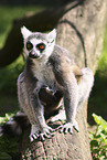 ring-tailed lemurs