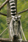 ring-tailed lemur