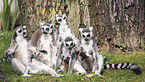 ring-tailed Lemurs