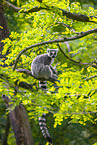 ring-tailed lemur