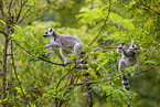 ring-tailed lemur