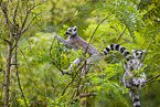 ring-tailed lemur
