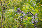 ring-tailed lemur
