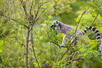 ring-tailed lemur