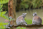 ring-tailed lemurs