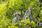 ring-tailed lemurs
