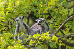 ring-tailed lemurs