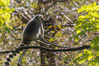 ring-tailed lemur