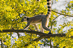ring-tailed lemur