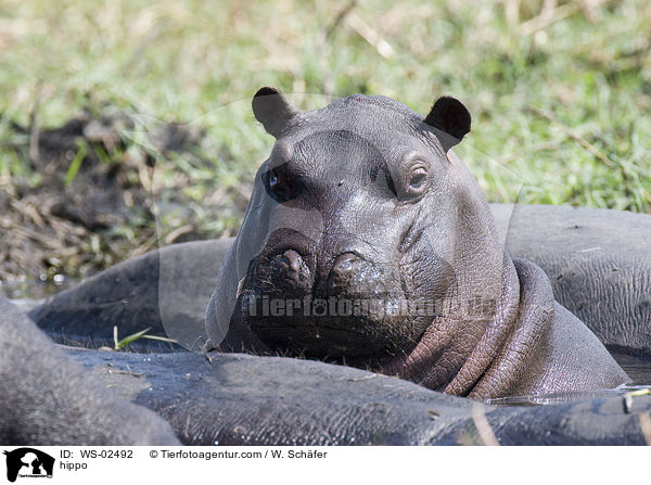 hippo / WS-02492