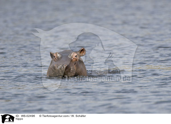 Flusspferd / hippo / WS-02496