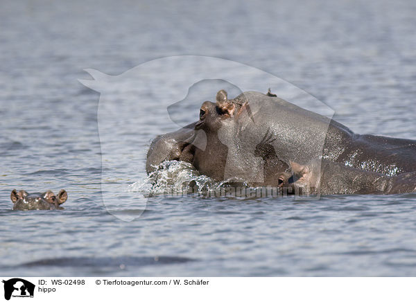 hippo / WS-02498