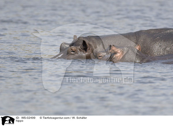 hippo / WS-02499