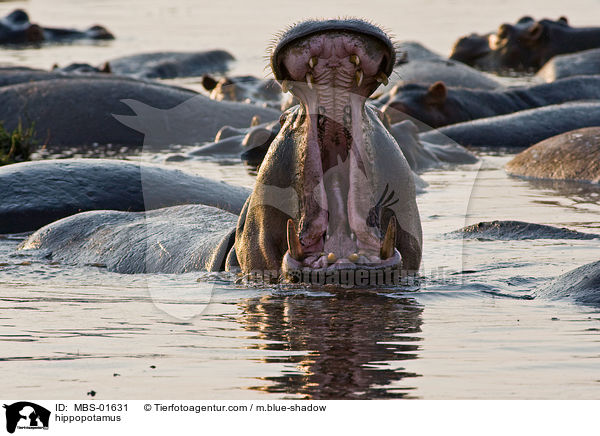 hippopotamus / MBS-01631