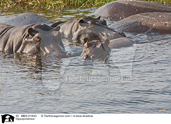 Flusspferde / hippopotamus / MBS-01642