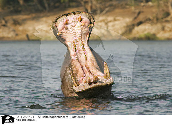 Flusspferd / hippopotamus / HJ-01404