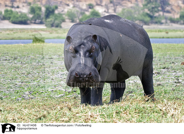 Flusspferd / hippopotamus / HJ-01406